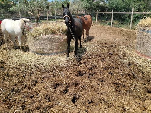 Apartamento Oasi Delle Vigne