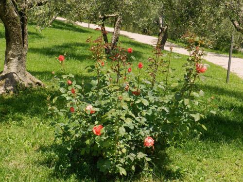 Agroturismo Agriturismo La Rocca Assisi