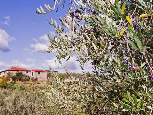 Agroturismo La Casa Degli Olivi 2