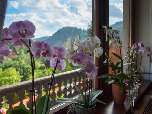Hostal Alpenpension Gasthof
