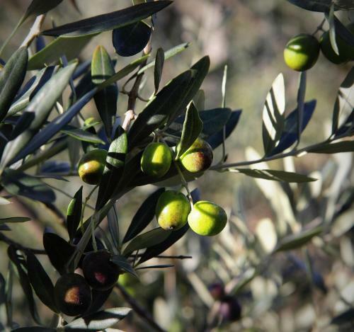 Agroturismo La Tana Del Bianconiglio