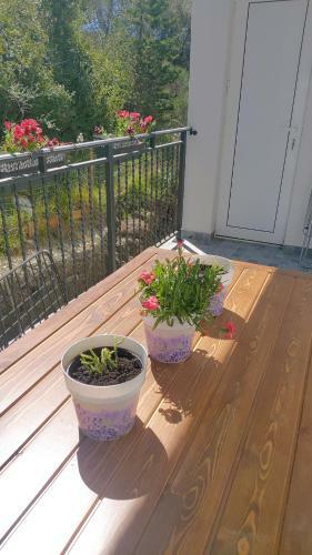 Apartman Jelena