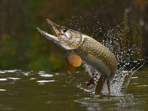 Lodge Laxguidens Fiskecamping