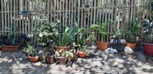 Jaijai's Backpackers