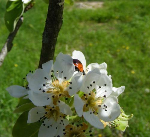 Bed & Breakfast La Gaggiaspina