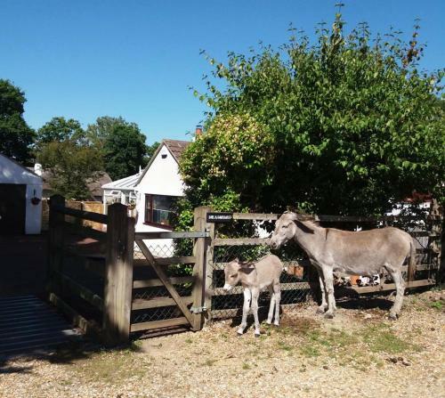 Apartamento Self Contained Studio The New Forest National Park