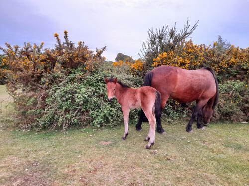 Apartamento Self Contained Studio The New Forest National Park