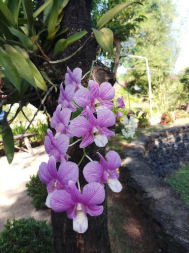 Hostal Xuan Mai Guesthouse
