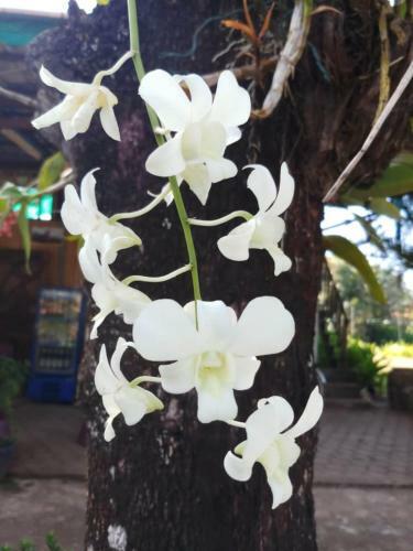 Hostal Xuan Mai Guesthouse