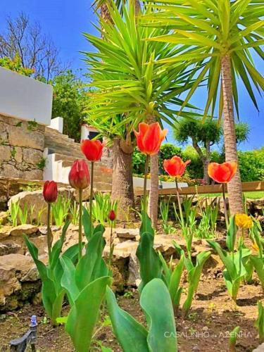 Bed & Breakfast Suite Strelitzia - Quinta Casalinho Da Azenha