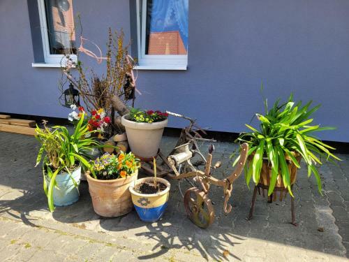 Apartamento Ferienwohnung Spatzennest