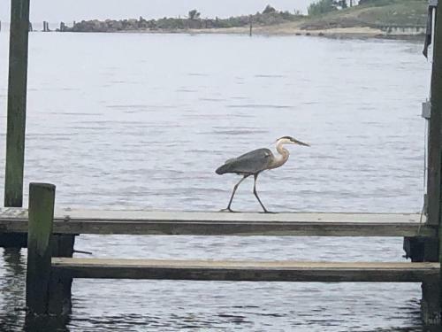 Blue Heron Beach Waterfront Vacation Home