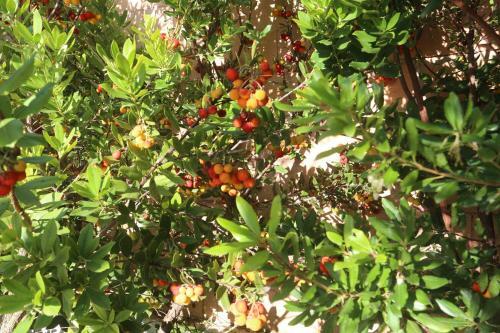 Panacea Residence B&B