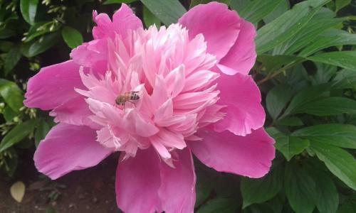 Hotel Albergo Ristorante Monterosa