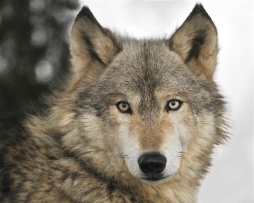 Club De Chasse Et P�che Tadoussac