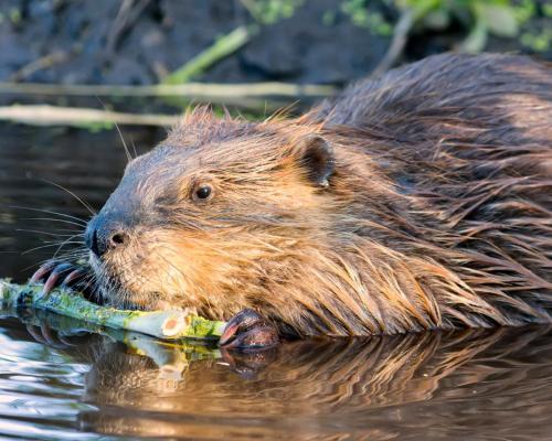 Club De Chasse Et P�che Tadoussac