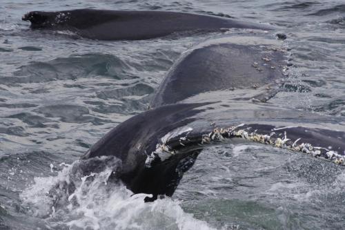 Club De Chasse Et P�che Tadoussac