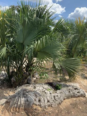 Villa Hamaca Yorkpetz!