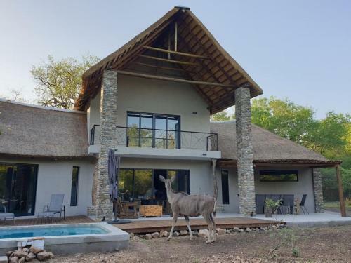 Leadwood Marloth, Kruger Park