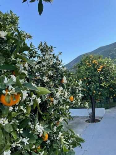 Villa Citrus Garden
