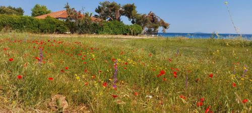 Hostal Seaside Kastamoniti Nikiti "pine&sea"