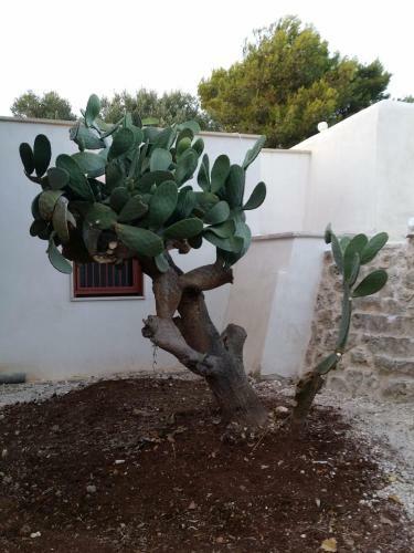 Apartamento Trullo Sotto Le Stelle