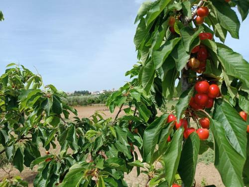 Agroturismo Passo Do Lobo - Turismo Rural
