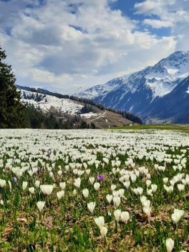 Apartamento Haus Granit