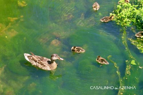 Bed & Breakfast Suite Buganv�lia - Quinta Casalinho Da Azenha