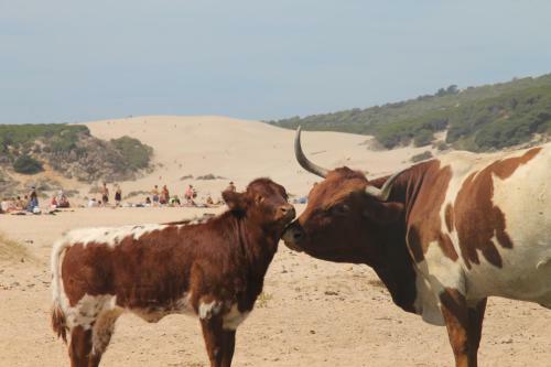 Apartamento Playa Bolonia