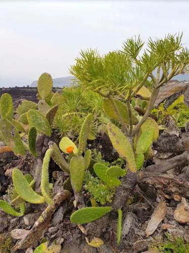 One Bedroom House With Sea View Shared Pool And Garden At Los Llanos