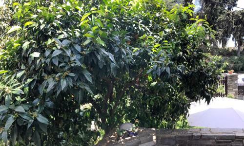 Mountain Breeze Sanctuary