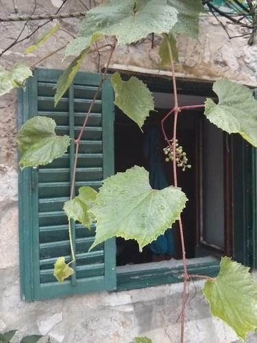 Apartamento Sweet Mljet