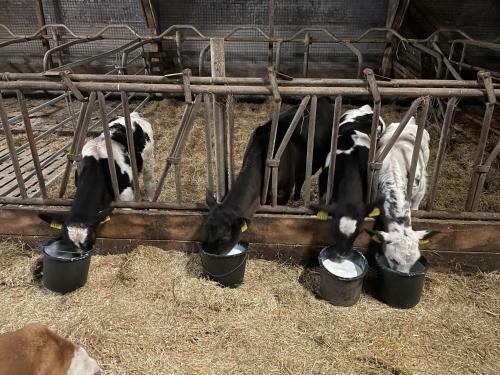 Schlafen Neben Den Kleinen K�lbchen Im K�lberiglu