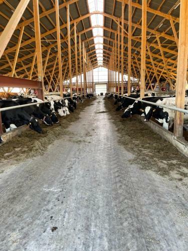 Schlafen Neben Den Kleinen K�lbchen Im K�lberiglu