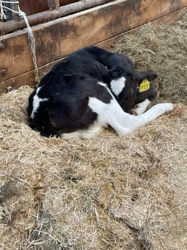 Schlafen Neben Den Kleinen K�lbchen Im K�lberiglu