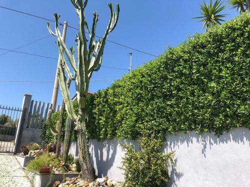 Apartamento Appartamento L'ulivo