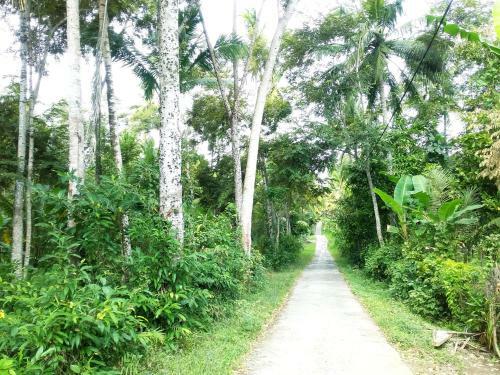 Albergue Jungle House - Surf & Stay
