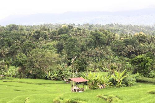 Albergue Jungle House - Surf & Stay