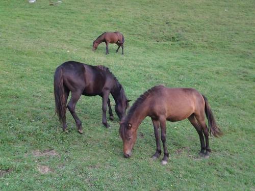 Agroturismo Agriturismo Le Radici
