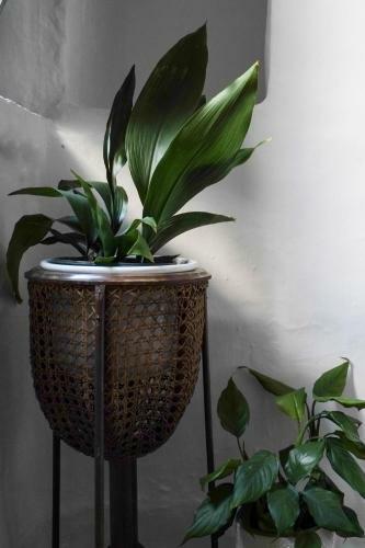Apartamento Calmapianta Home For Green Lovers