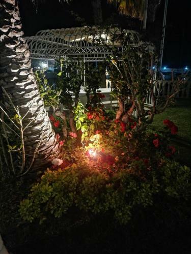 Bed & Breakfast Atlantis 22