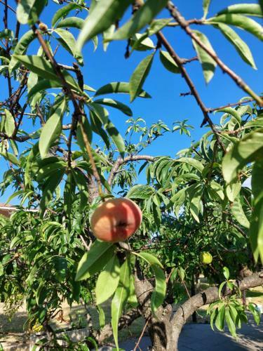 Bed & Breakfast Villa Piersepp