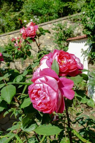 Apartamento La Casa Delle Rose