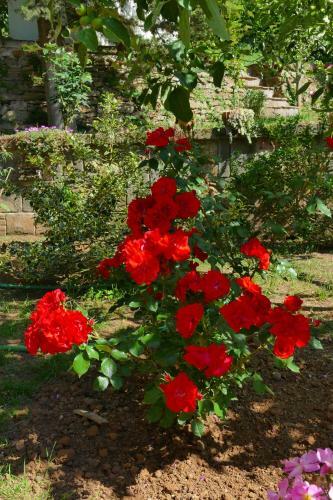 Apartamento La Casa Delle Rose
