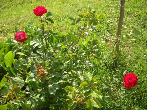 Bed & Breakfast Agriturismo La Conca Fonte S.croce