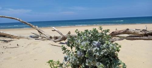 Very Nice Wood Frame House With Garden