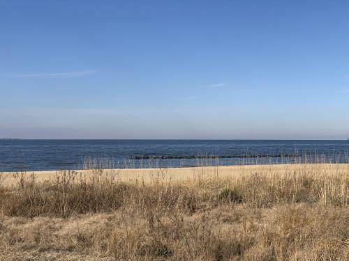 Manor And Mutts #2 Cottage