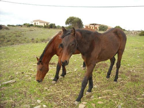 Agroturismo Agriturismo Depalmas
