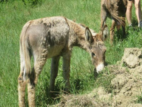 Agroturismo Le Spighe Agriturismo